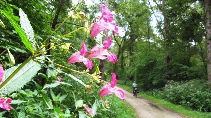 cienmilpedaladas_galeria_eno_danubio_38